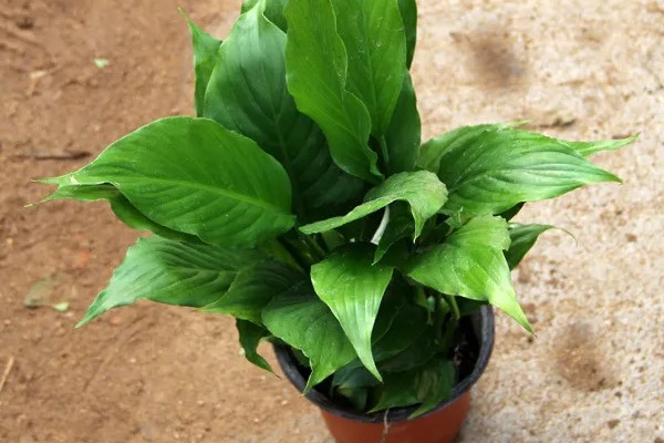 一帆风顺为何叶子发黄，可能是缺光或暴晒、高温或低温等因素所致