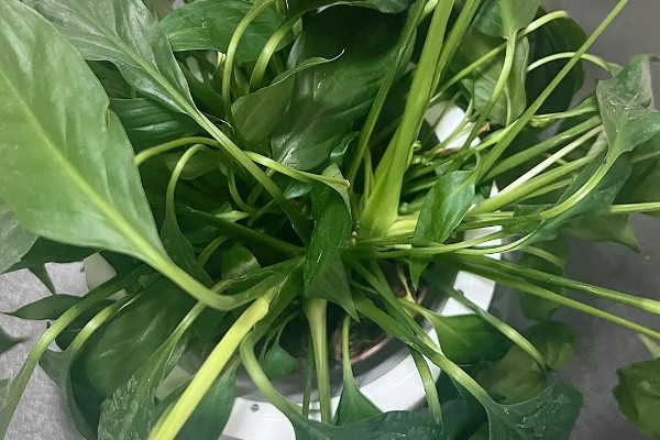 一帆风顺为何叶子发黄，可能是缺光或暴晒、高温或低温等因素所致