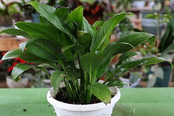 一帆风顺为何叶子发黄，可能是缺光或暴晒、高温或低温等因素所致