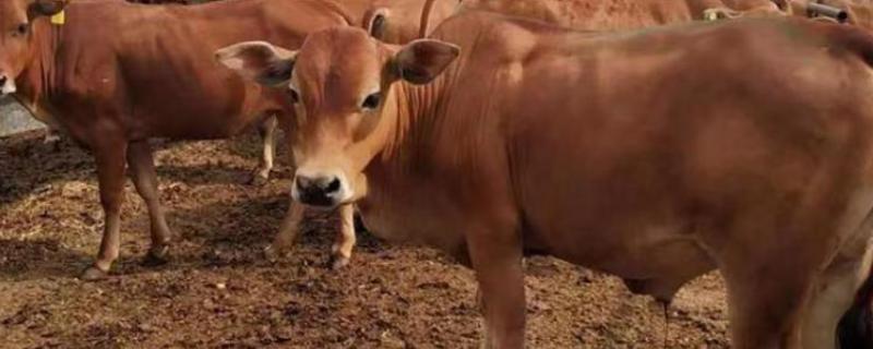 改良黄牛一年可以长几斤，一般能达到300-400斤左右