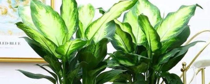 粉黛万年青好不好养，适应能力强容易养殖