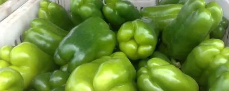 怎么贮藏甜椒，采取灰藏法可随用随取