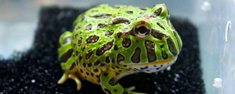 角蛙会叫吗，公角蛙半夜会发出鸣叫声