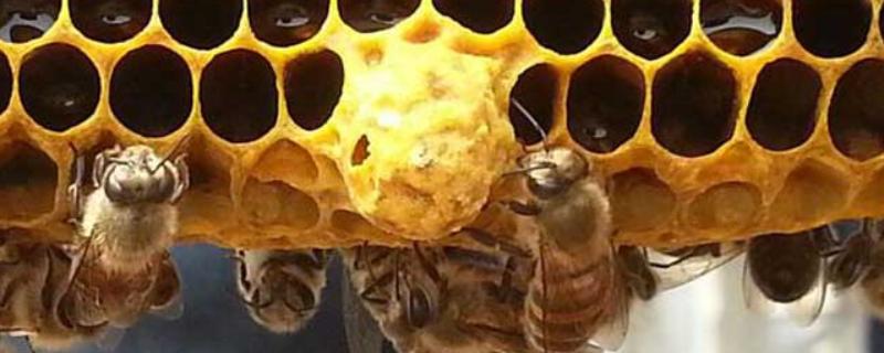 急造王台需要移虫吗，王台里面有幼虫存在