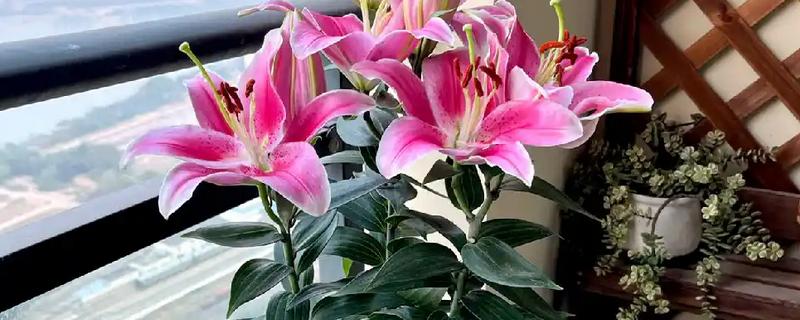 百合花凋谢后如何养护，取出种球放入湿沙或冰箱内保存