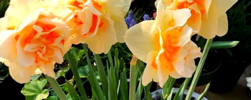 洋水仙开花后如何处理，关键之处就是剪掉残花