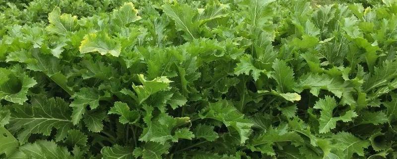 雪菜的简介，属于芥菜的变种