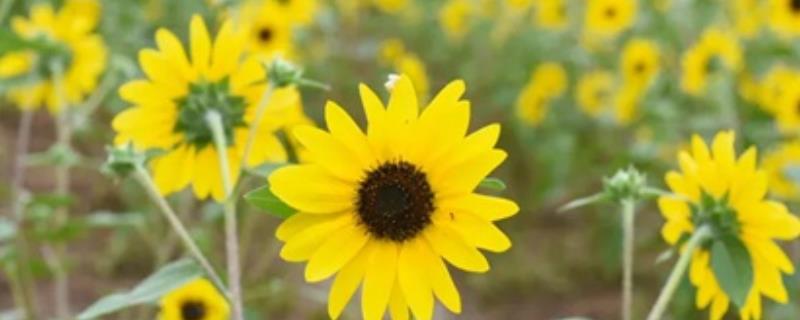 送老师送什么花合适，推荐向日葵、郁金香等