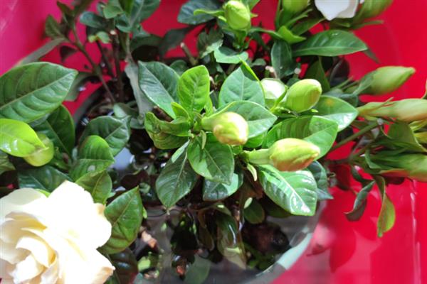 栀子花叶子发黑干枯还可以活吗，养护得当可以活