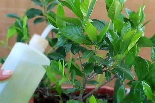 栀子花叶子发黑干枯还可以活吗，养护得当可以活