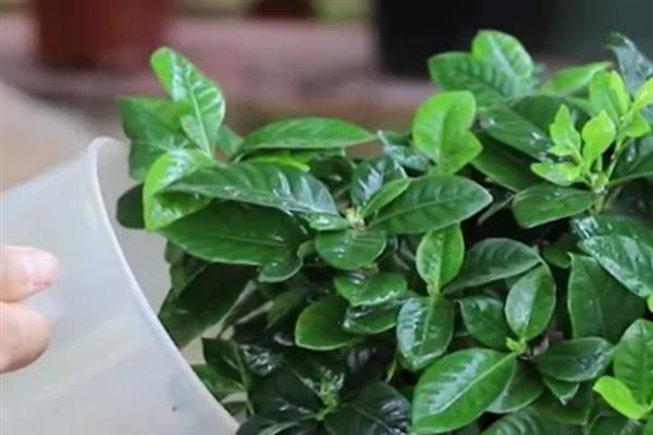 栀子花叶子发黑干枯还可以活吗，养护得当可以活