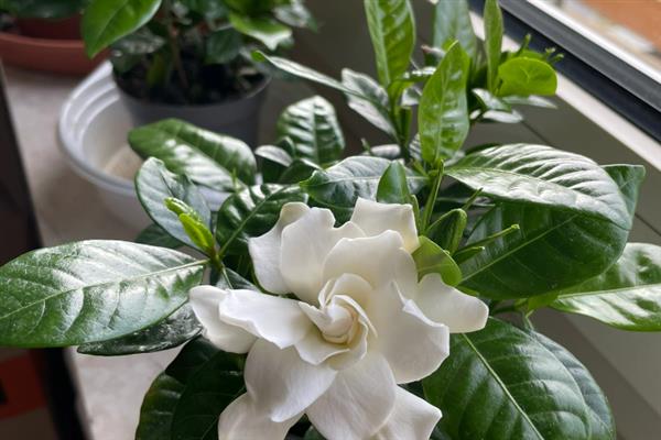 栀子花叶子发黑干枯还可以活吗，养护得当可以活