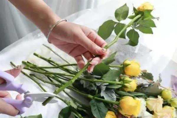 送老师送什么花合适，推荐向日葵、郁金香等