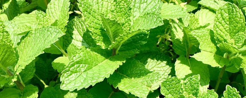 冬天薄荷冻死了来年会发芽吗，来年还会发芽