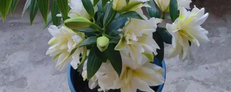 香水百合花谢后的养护方法，剪除残花、枯枝、侧枝可节省养分