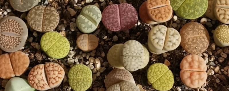 石生花徒长怎么办，视情况采取补充光照、浇水等措施