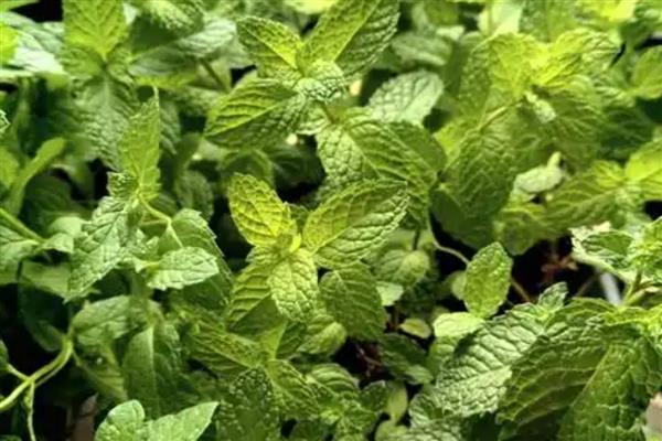 冬天薄荷冻死了来年会发芽吗，来年还会发芽