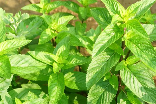 冬天薄荷冻死了来年会发芽吗，来年还会发芽