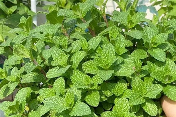 冬天薄荷冻死了来年会发芽吗，来年还会发芽