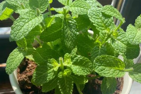 冬天薄荷冻死了来年会发芽吗，来年还会发芽