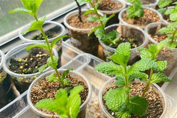 冬天薄荷冻死了来年会发芽吗，来年还会发芽