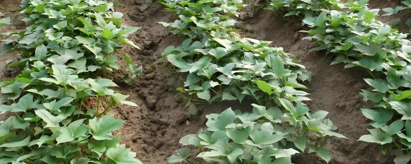 种植红薯的方法，播种后经过15天要追施人畜肥或尿素