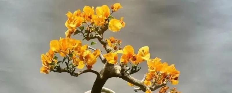 三角梅夏季怎么养护，盛夏每天早晚各浇一次水