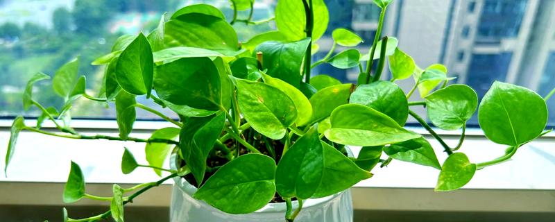 怎么养殖盆栽绿萝，每隔3天浇一次水
