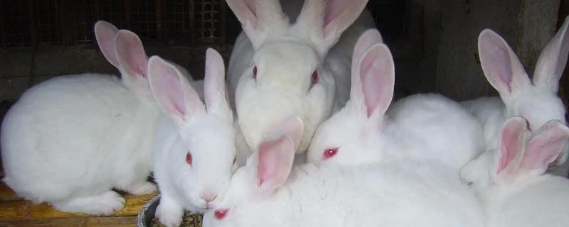 中国白兔怎么养殖，幼兔期每天喂4次左右