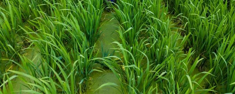 茭白如何反季节栽培，出苗后保持2厘米的水层