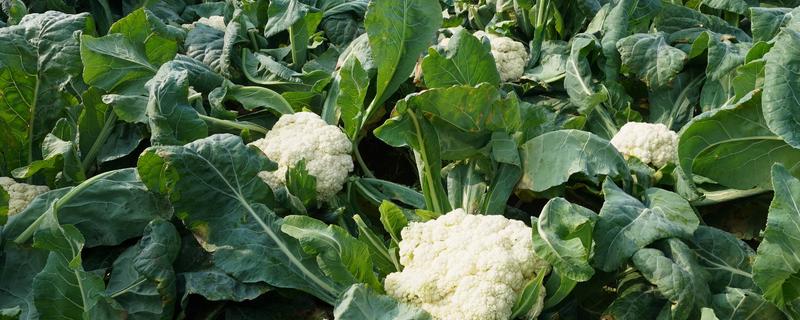 花菜有什么好品种，津品56、台瀛100等品种具有不错的品质