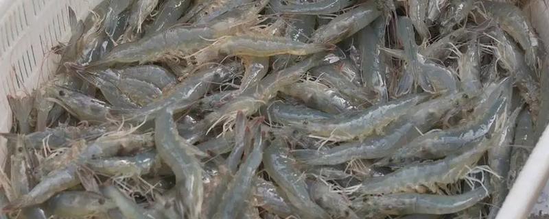 养殖南美白对虾的方法，放苗后的半个月每天喂4次