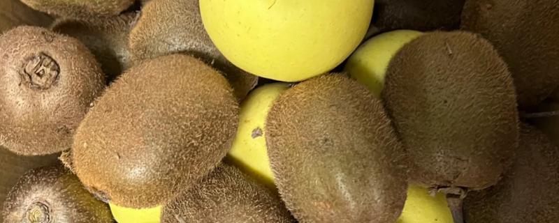 让猕猴桃快速软化的方法，与苹果装在一起并密封放置即可