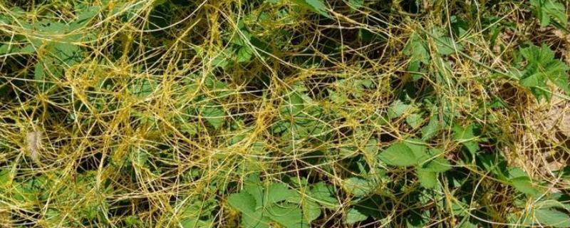 有什么寄生植物，常见水晶兰、菟丝子等品种