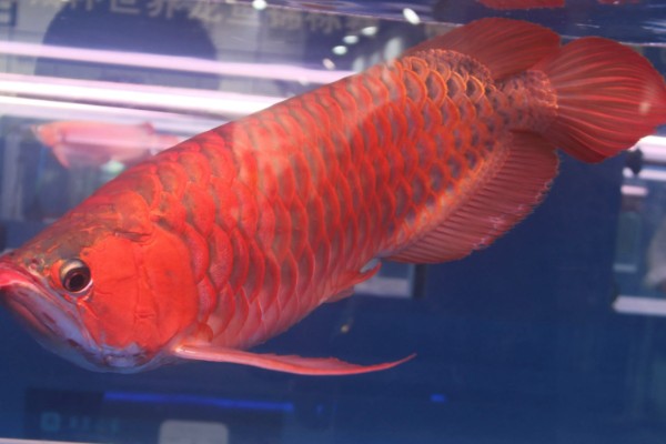 红龙鱼不爱游动的原因，可能是水温低或水质差所致