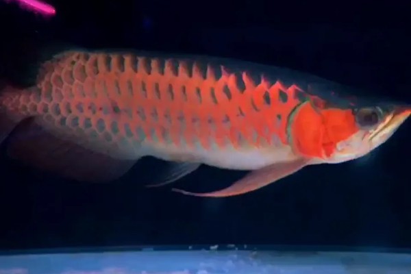 红龙鱼不爱游动的原因，可能是水温低或水质差所致
