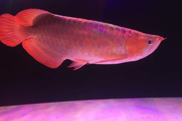 红龙鱼不爱游动的原因，可能是水温低或水质差所致