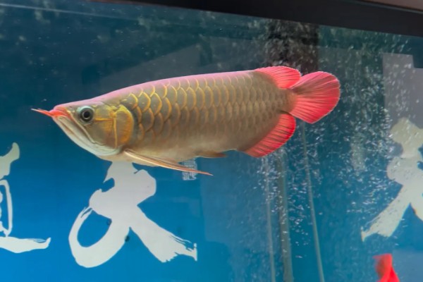 红龙鱼不爱游动的原因，可能是水温低或水质差所致