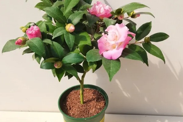 香茶花的养殖方法，以微酸性土质种植为主