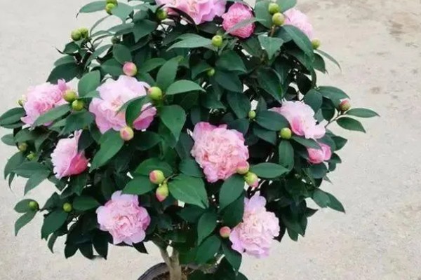 香茶花的养殖方法，以微酸性土质种植为主