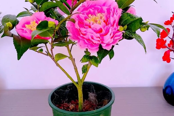 香茶花的养殖方法，以微酸性土质种植为主