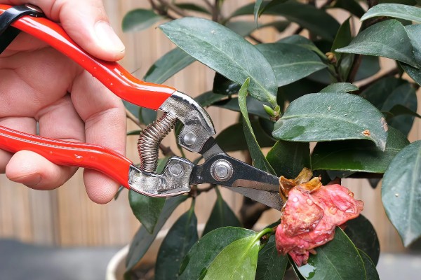 香茶花的养殖方法，以微酸性土质种植为主