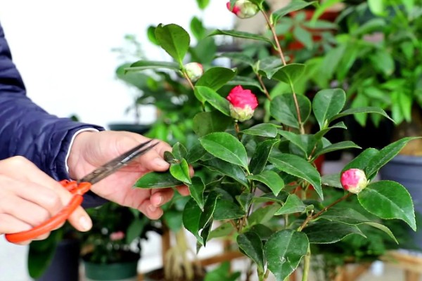 香茶花的养殖方法，以微酸性土质种植为主