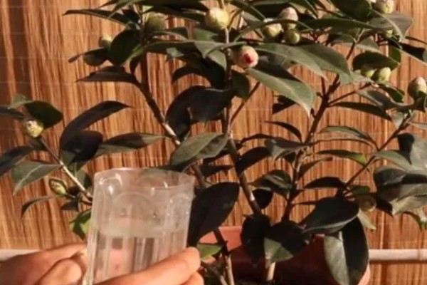 香茶花的养殖方法，以微酸性土质种植为主