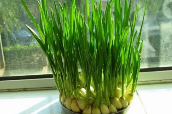 怎么用水发蒜苗，需要注意容器中的水量