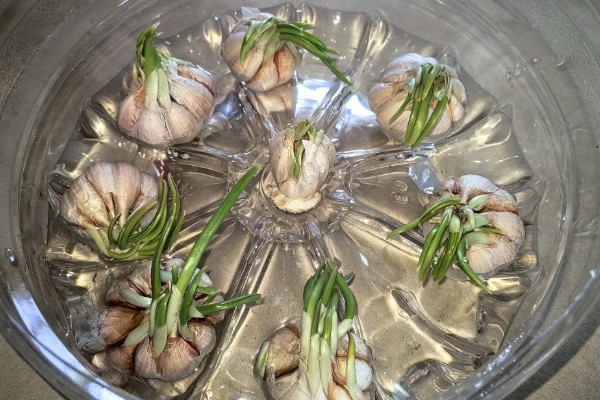 怎么用水发蒜苗，需要注意容器中的水量