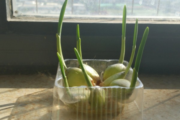 怎么用水发蒜苗，需要注意容器中的水量