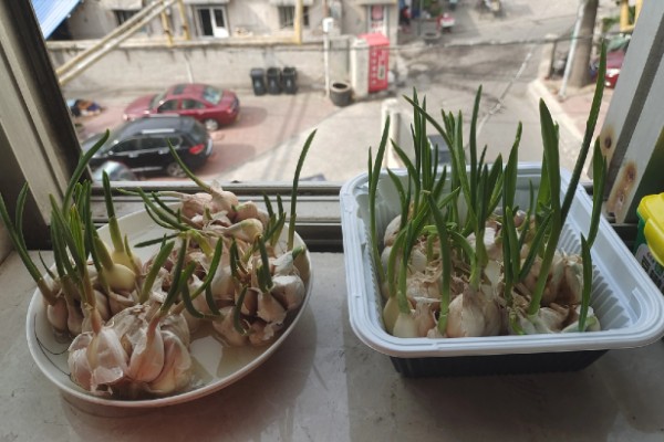 怎么用水发蒜苗，需要注意容器中的水量