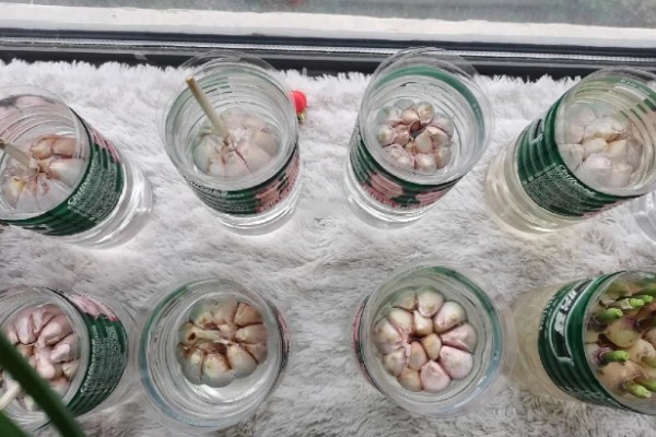 怎么用水发蒜苗，需要注意容器中的水量