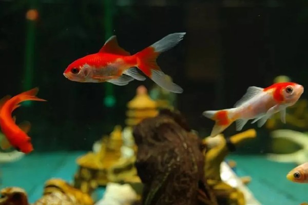 养鱼的水能浇花吗，养鱼的水能用来浇花